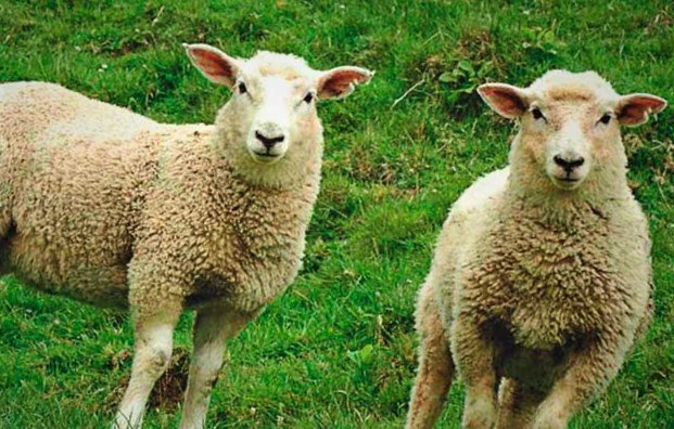 ovejas reconocen caras