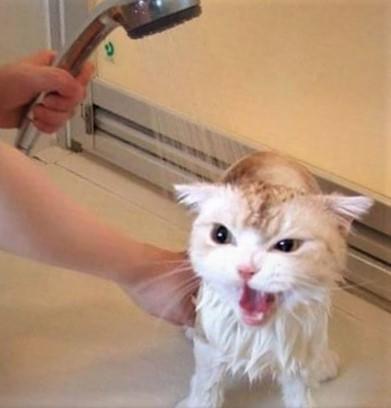 gato en la ducha